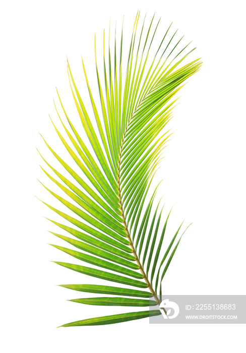 Coconut leaf isolated on white background