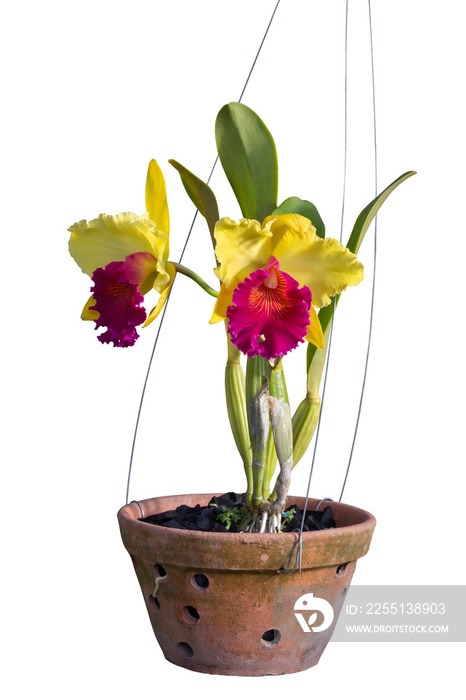 Yellow and purple Cattleya orchid flower bloom and hanging in brown pot in the garden isolated on white background included clipping path.