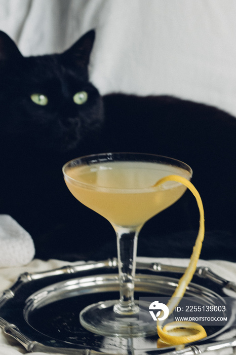 yellow lemon bee’s knees cocktail in coupe glass with black cat green eyes background