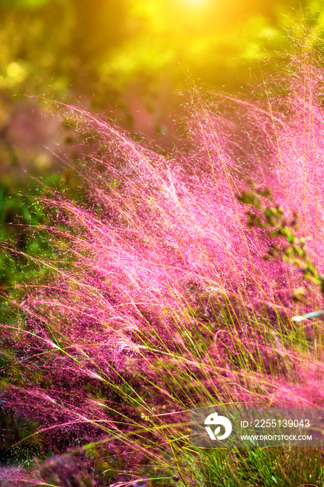 Pink Muhly Grass. Beautiful pink Muhlenbergia capillaries. Summer, autumn colors.