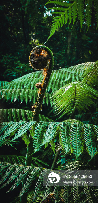 Koro fern in the rainforest