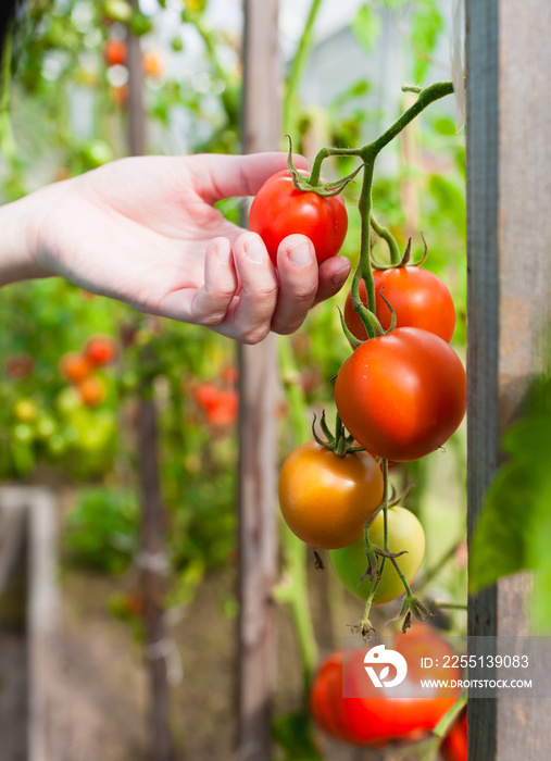 Ripe tomato ready to be harvested.