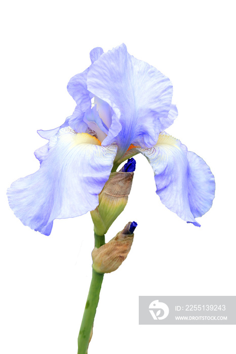 Iris pallida flower plant cut out and isolated on a white background