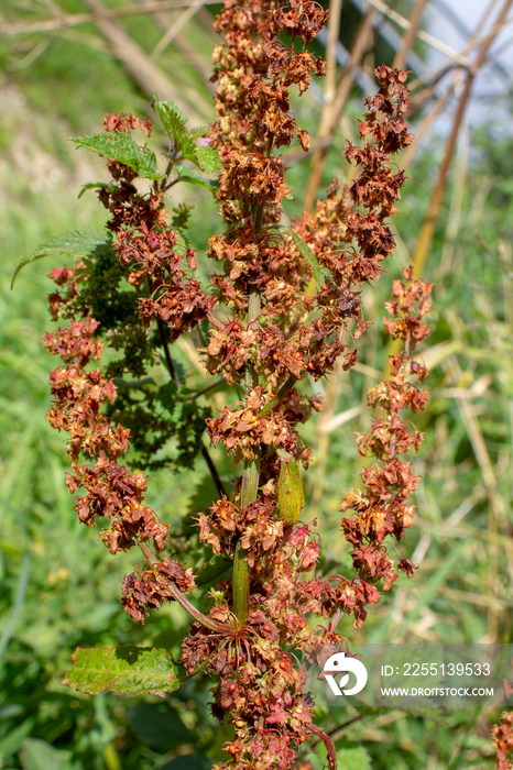 seed head of bitter dock or broad-leaved dock (Rumex obtusifolius) isolated on a natural green background