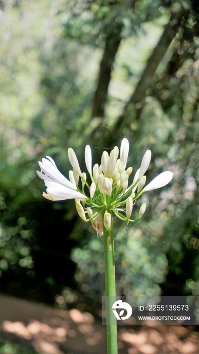 Beautiful flower of Agapanthus africanus also known as lily of the nile, African, blue lily