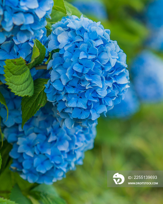 Blue hydrangea flower closeup on Nantucket