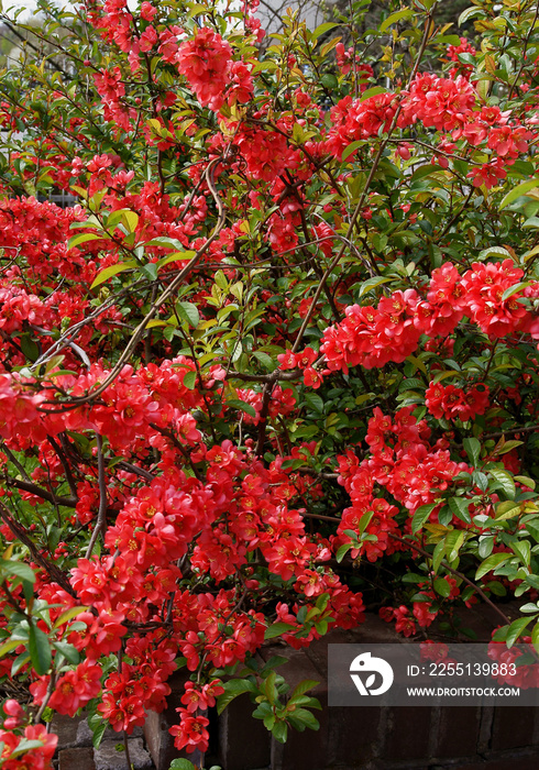 chaenomeles japonica bush with pretty red flowers at spring