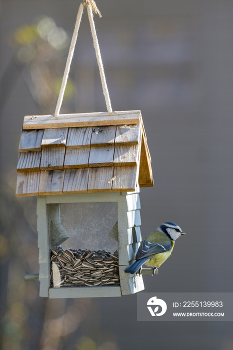 mésange sur une mangeoire