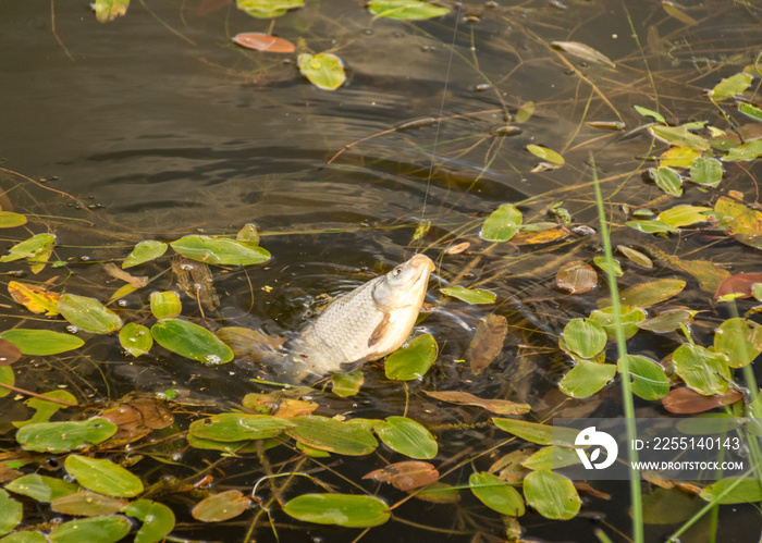 fish on the lake shore, fisherman’s catch in the hall, summer by the water