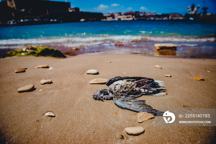 Dead bird on sandy beach against background of sea. Concept zero waste, plastic free