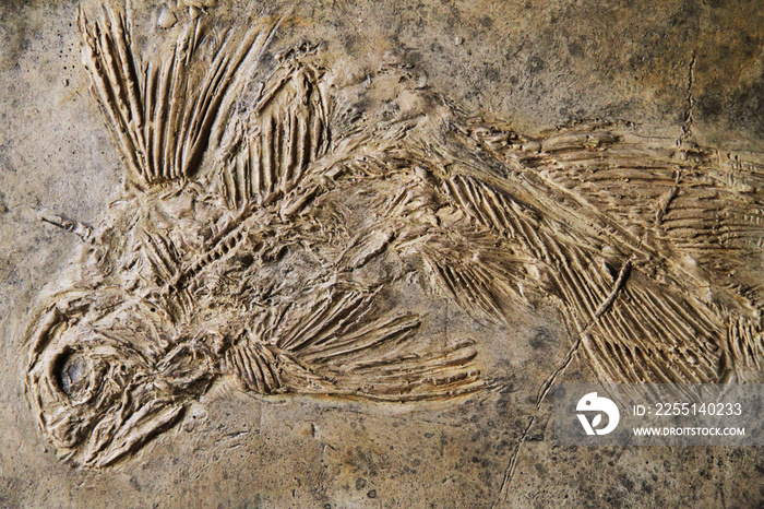 latimeria fish fossil