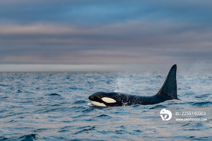 orcas or killer whales in Kvænangen fjord in Norway hunting for herrings