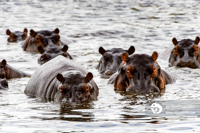 It’s Many Hippopotamus, in the Moremi Game Reserve (Okavango River Delta), National Park, Botswana