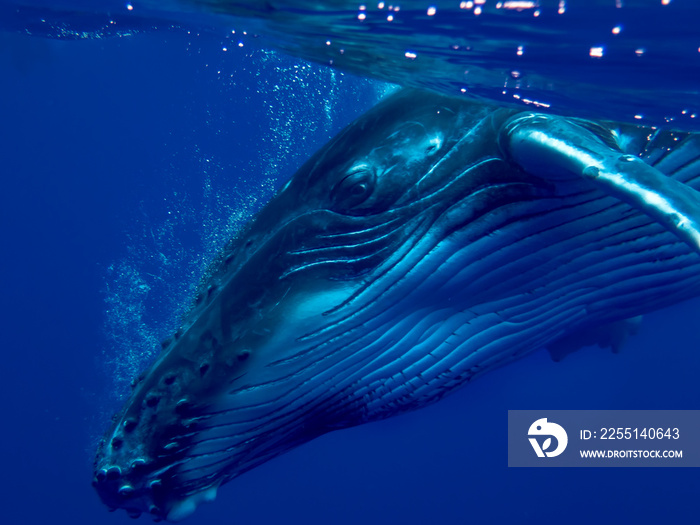 humpback whale calf underwater