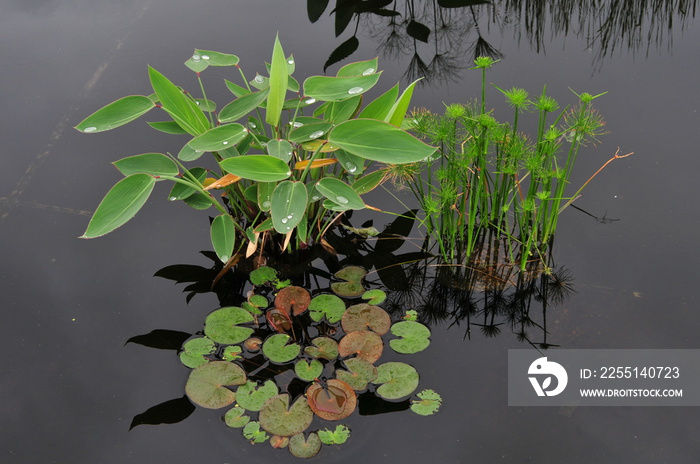 Serene reflecting pool with aquatic vegetation