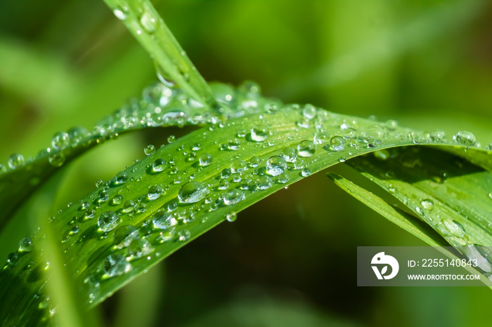 dew drops on a green leaf on blurred green background