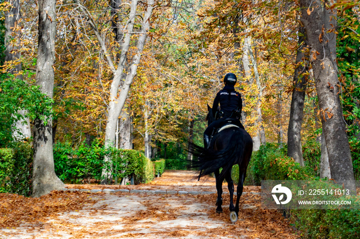 Police officer mounted on a horse passing through a road full of dry leaves due to autumn in the Retiro Park in Madrid, Spain. Semi-bare tree branches Europe. Horizontal Photography.