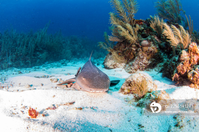 Nurse shark during a scuba dive at Belize