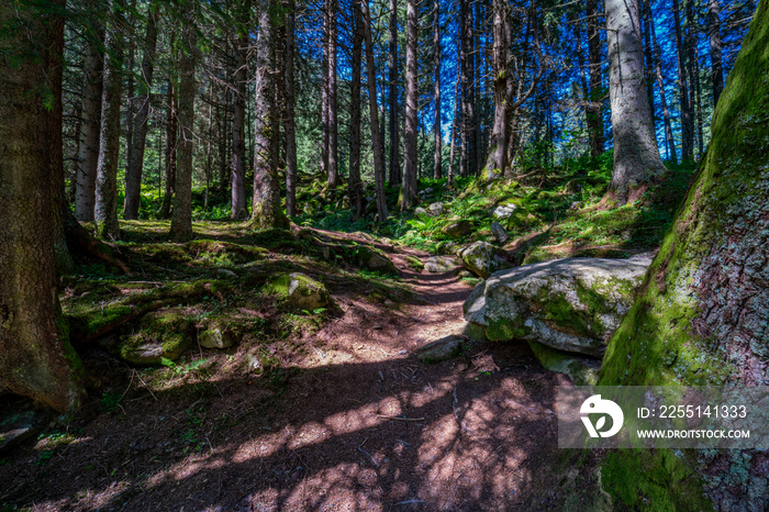 Healing through forest bathing (shinrin-yoku)