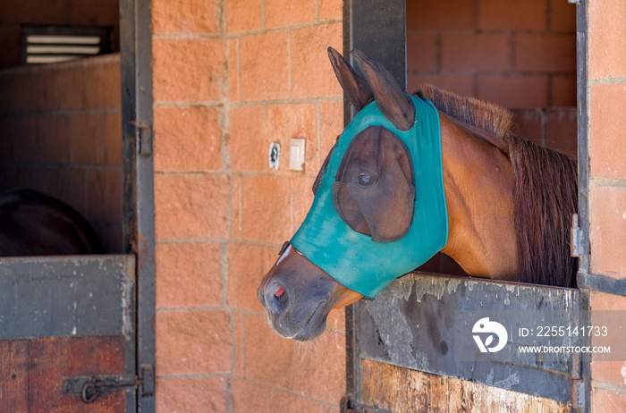 Profile view of a brown horse head wearing a mesh fly mask. Horse resting in the stable. Animal care. Protection of animals from bites of blood-sucking insects.