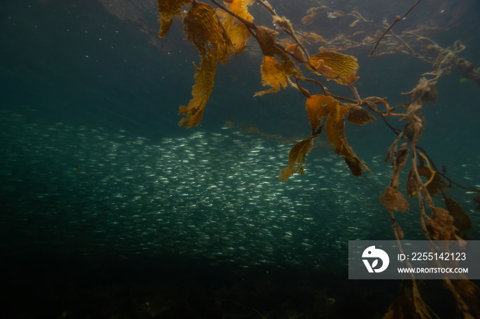 Beautiful underwater scene in the Pacific Ocean with a swarm of small fish swimming in the water. Taken near Port Hardy, Northern Vancouver Island, BC, Canada.