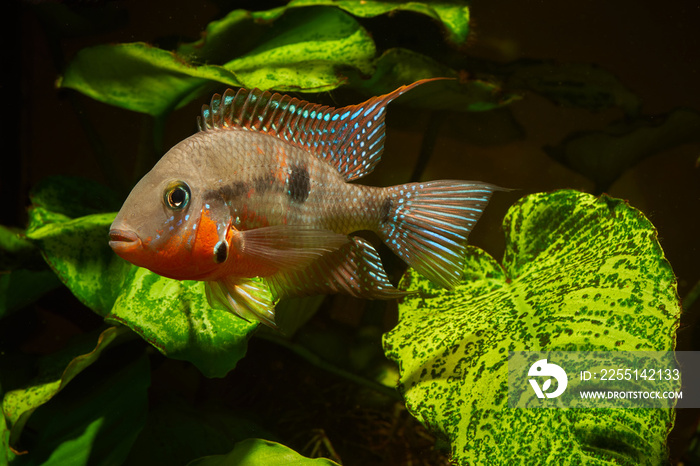 Firemouth cichlid (Thorichthys meeki) macro