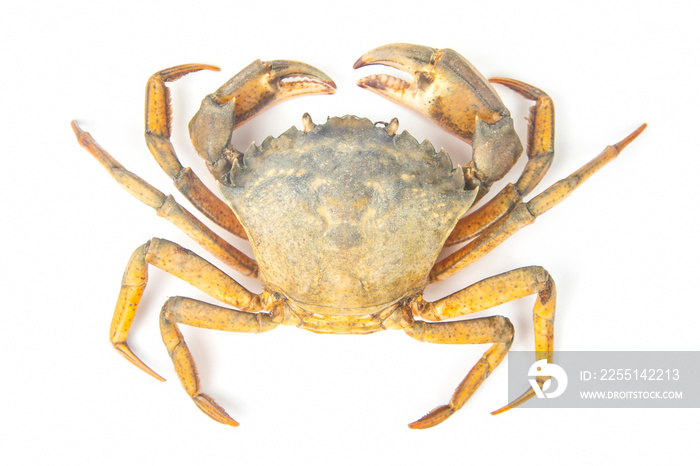 sea ​​crab on a white background