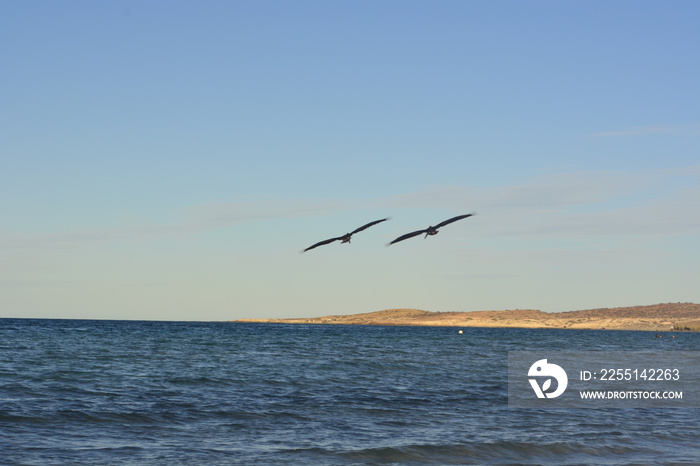 seagulls in flight