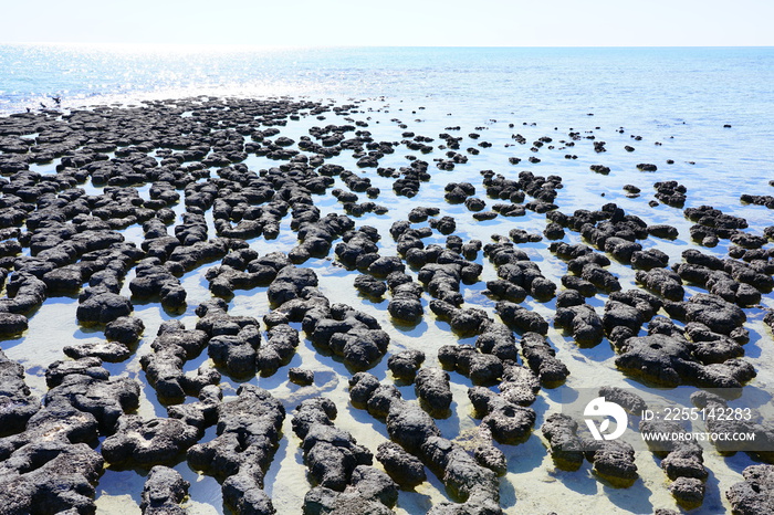 View of microbial mats stromatolites at the Hamelin Pool in Shark Bay, World Heritage area, Western Australia