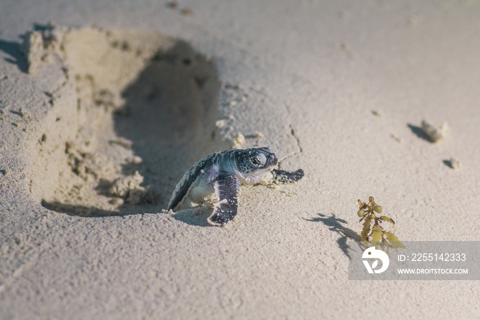 COZUMEL, Mexico: baby sea turtle trying to climb a human footprint on the sand