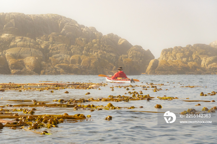 Bull kelp  (brown alga Nereocystis luetkeana ) in the waters of British Columbia’s Central Coast (Heiltsuk Territory) with a sea kayaker and a rocky island in the background.