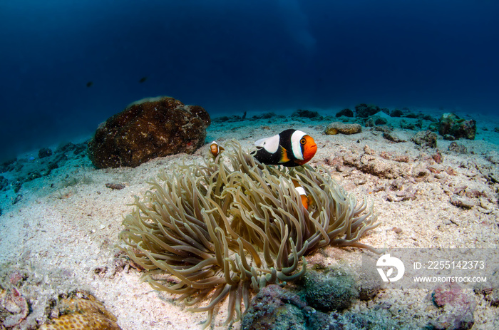 Saddleback Clownfish, Amphiprion polymnus