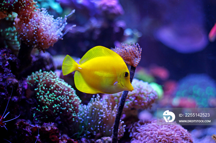 Yellow zebrasoma tang