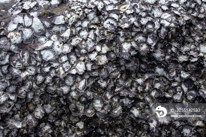 Oyster shells rock on sea shore, Shell scrap surface on stone