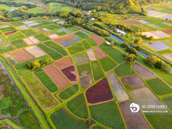 Taro Fields, near Princeville & Hanalei, Kauai, Hawaii