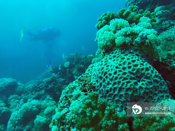 coral reef and diver