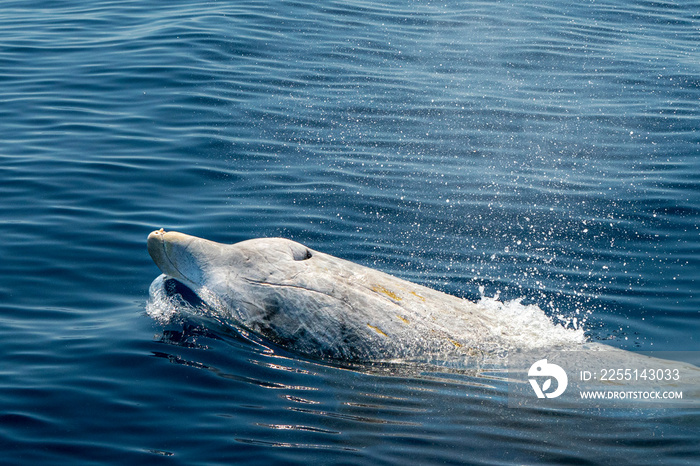 white Rare Goose Beaked whale dolphin Ziphius cavirostris