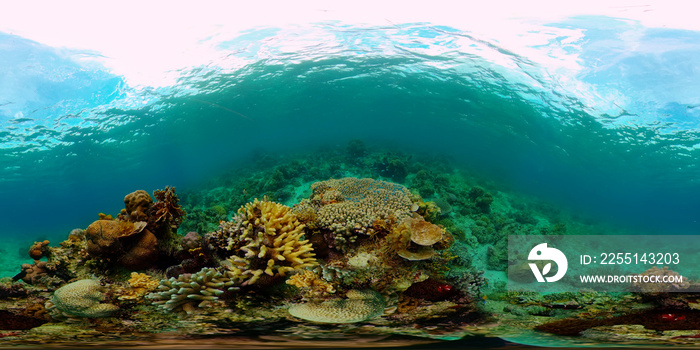 Underwater Scene Coral Reef. Underwater sea fish. Tropical reef marine. Colourful underwater seascape. Philippines. Virtual Reality 360.