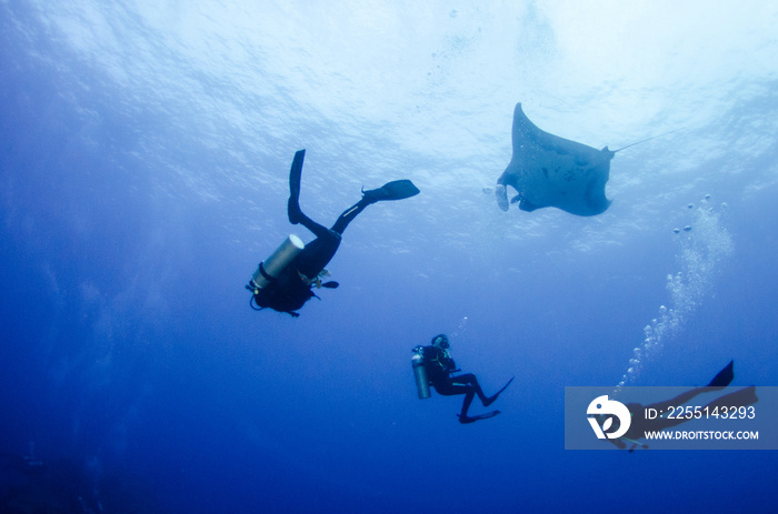 Manta ray at revillagigedo archipelago, Mexico.