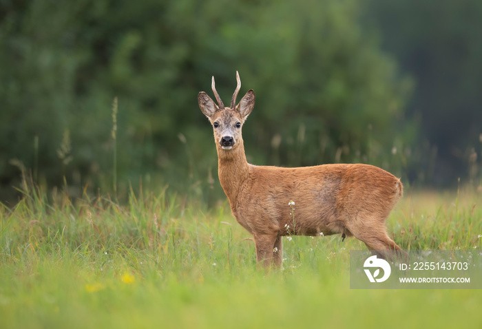 Roe deer male ( Capreolus capreolus )