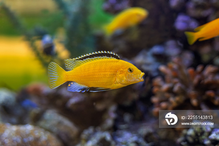 Labidochromis Caeruleus, Electric Yellow Cichlid yellow cichlid with black fin fish