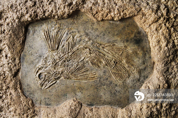 latimeria fish fossil