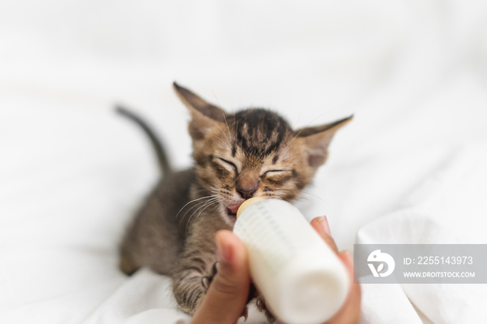 People feeding newborn cute kitten cat by bottle of milk over white soft silk