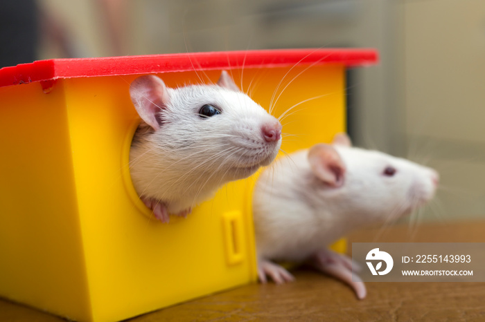 Two funny domestic pet rats and a toy house.