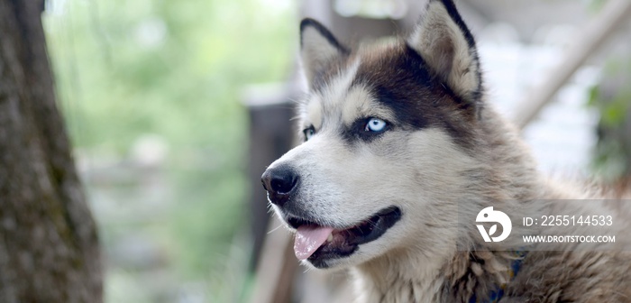 Arctic Malamute with blue eyes muzzle portrait close up. This is a fairly large dog native type