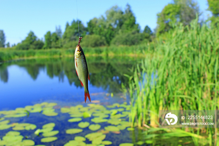 Caught rudd hanging on hook and summer pond on background