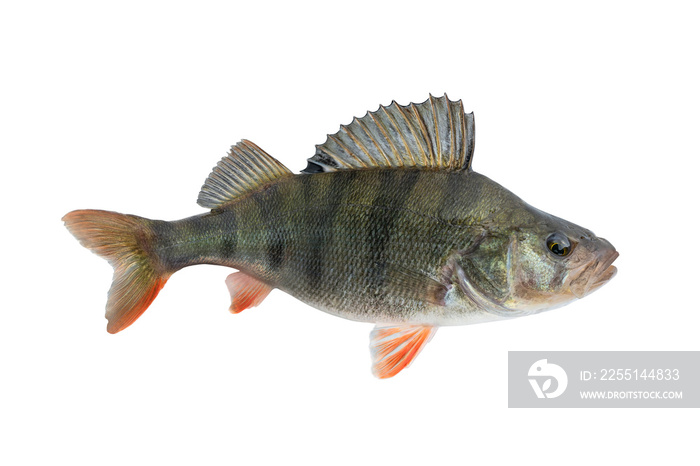 Perch fish. Live trophy isolated on white background. Perca fluviatilis