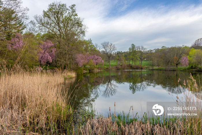 The Lower Pond