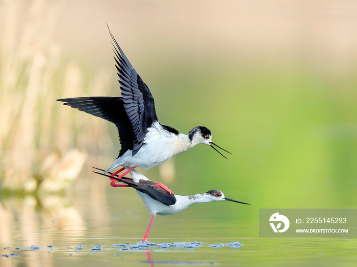 A couple of Black-winged Stilt, Himantopus himantopus, set up a new generation in the impressionistic scenery of the spring lake. Detailed shot with glowing red eyes.