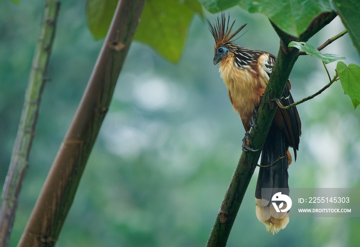 Hoatzin or hoactzin (Opisthocomus hoazin) tropical bird in Opisthocomiformes, found in swamps, riparian forests, and mangroves of the Amazon and the Orinoco basins in South America, chicks have claws